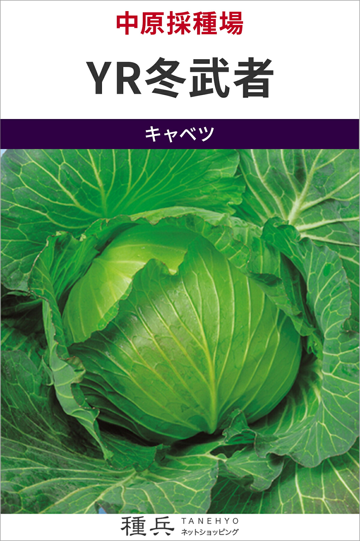 冬どり球菜 種 『YR冬益荒男』  中原採種場