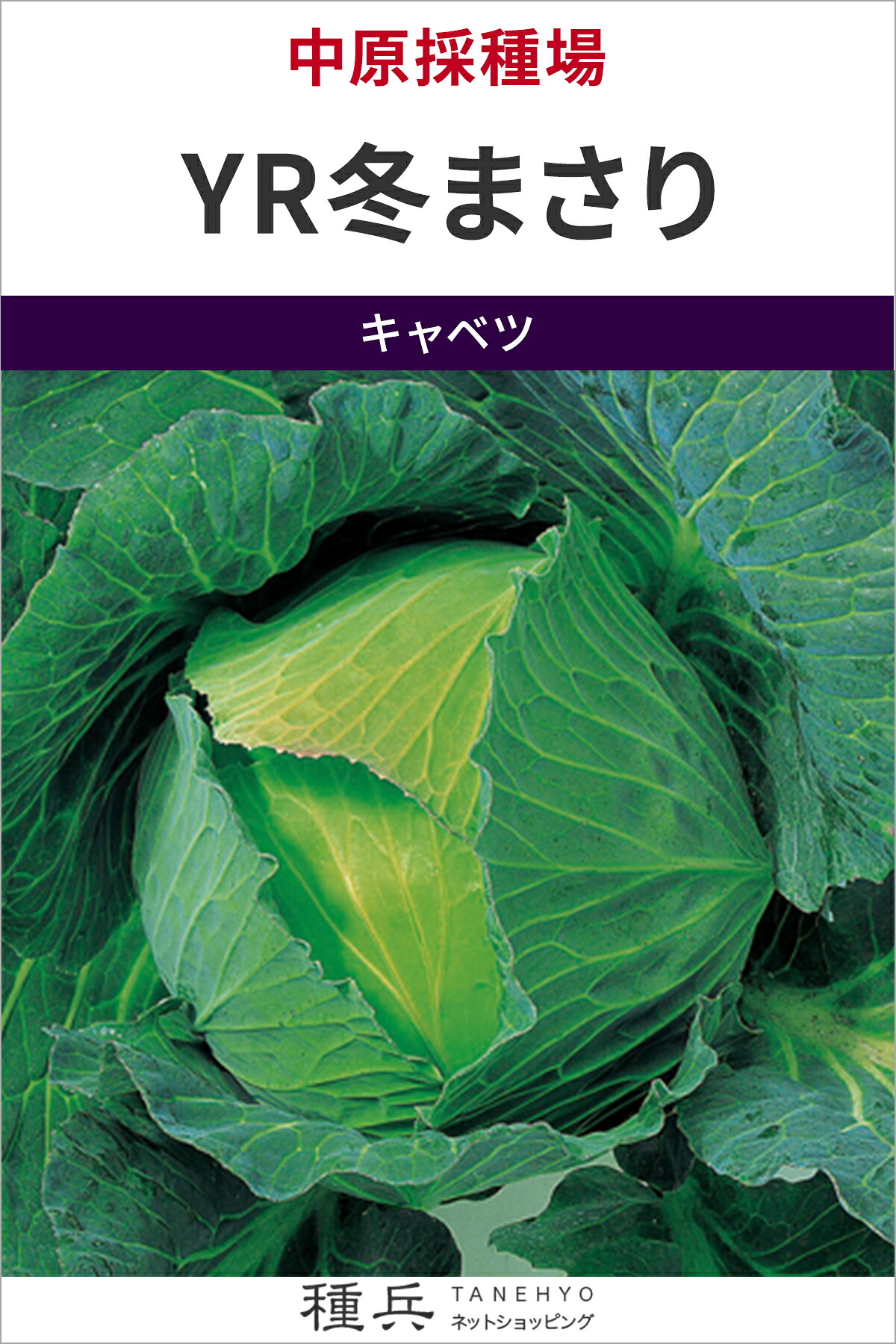 玉菜 種 『YR冬まさり』  中原採種場