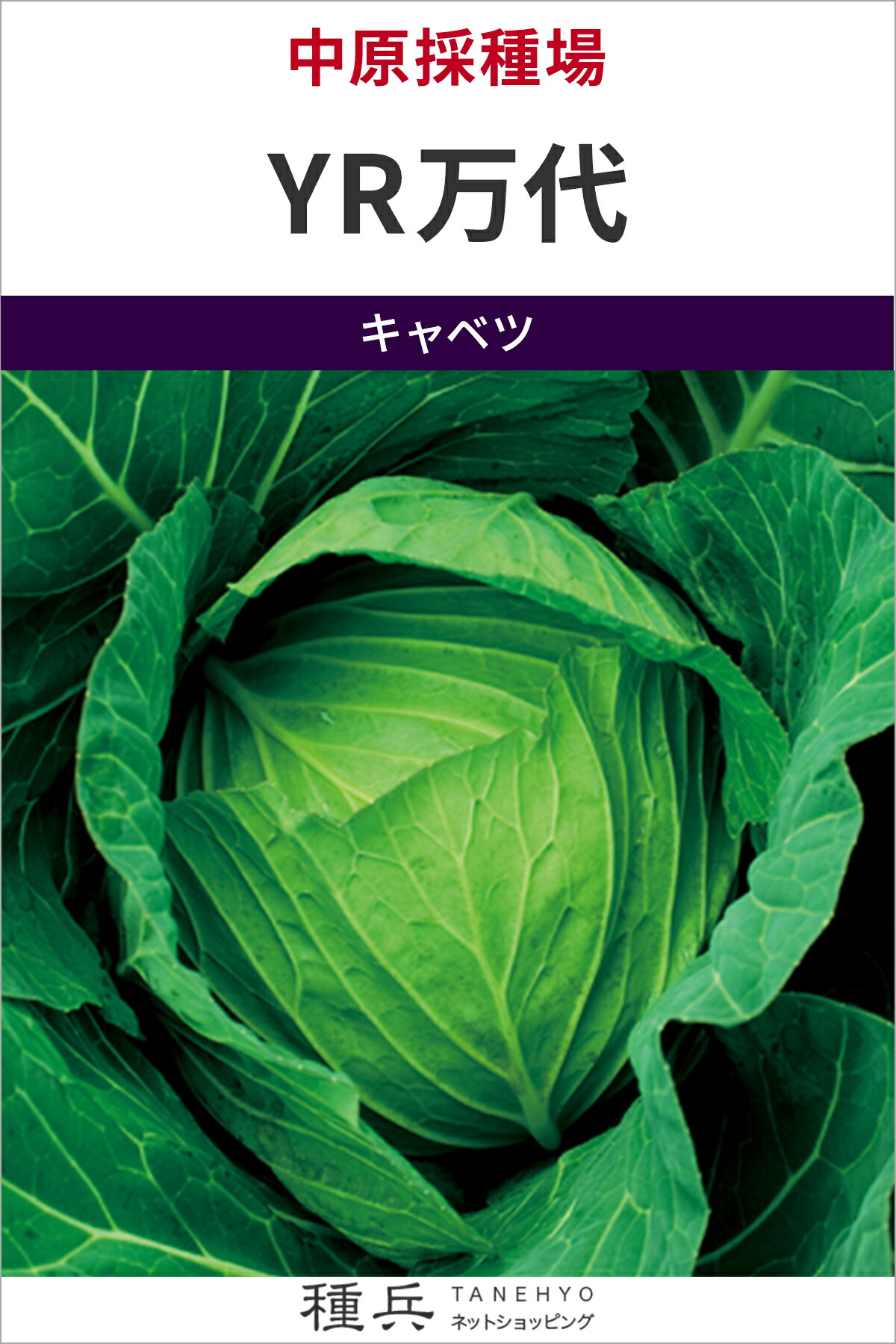 球菜 種 『YR万代』  中原採種場