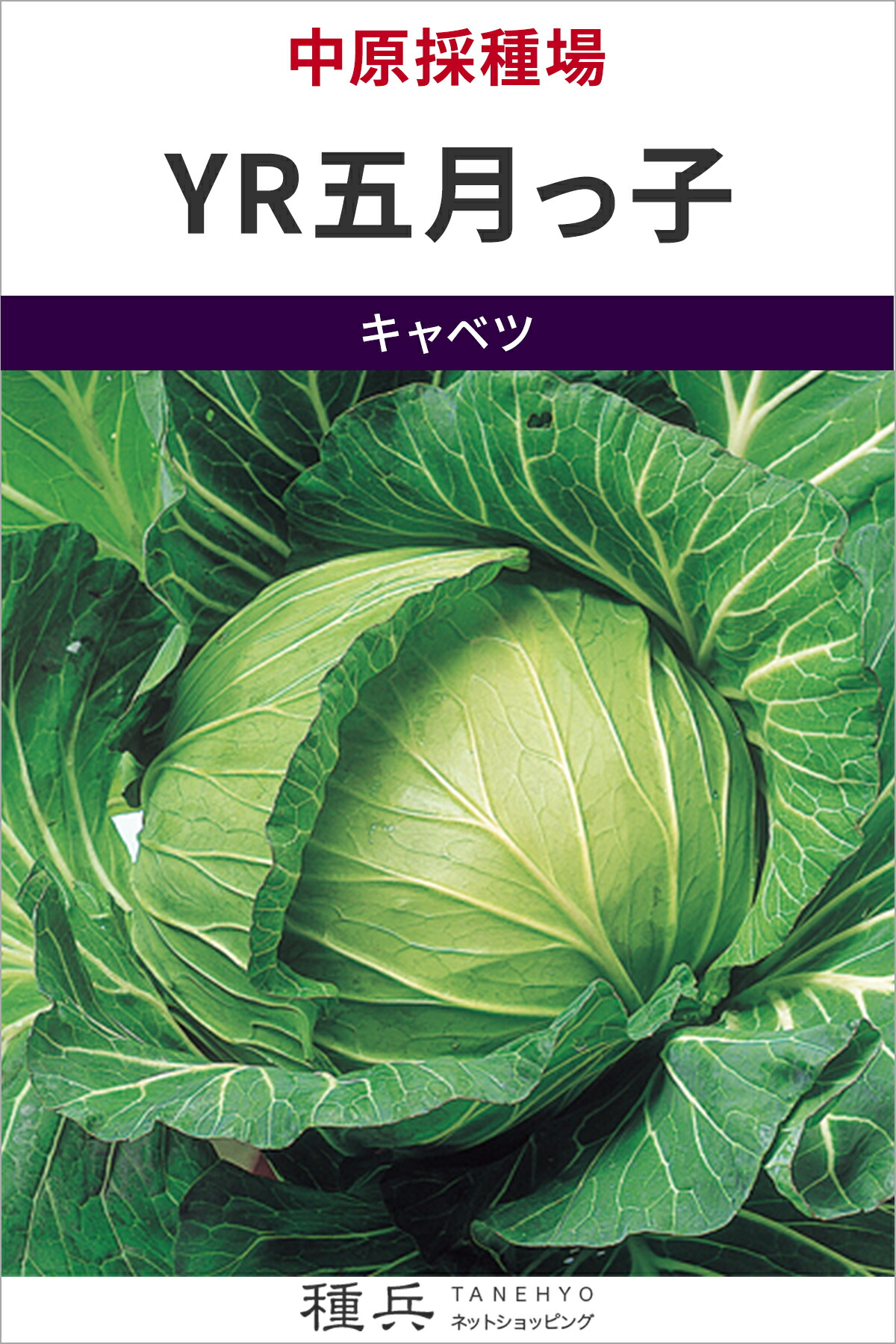 球菜 種 『YR五月っ子』  中原採種場