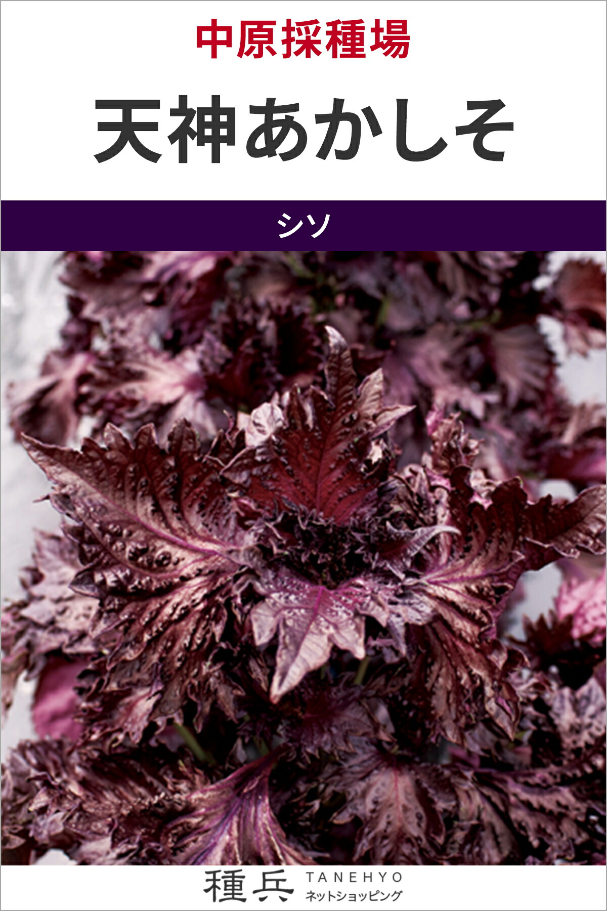 シソ 種 『天神あかしそ』  中原採種場