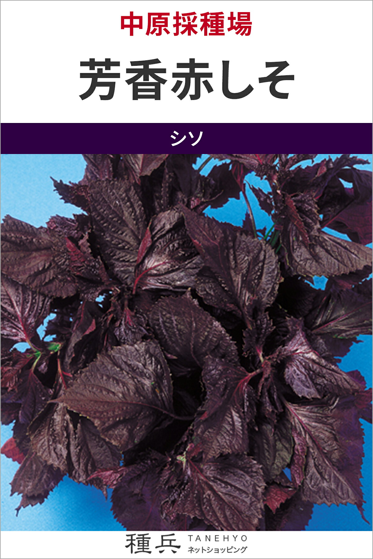 シソ 種 『芳ばしさ赤しそ 』  中原採種場