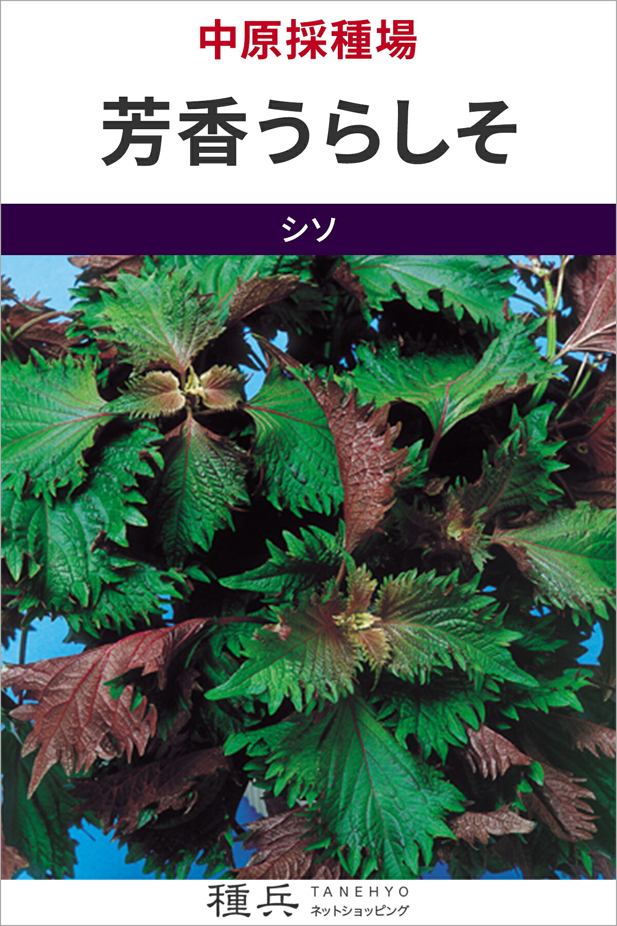 シソ 種 『芳ばしさうらしそ』  中原採種場