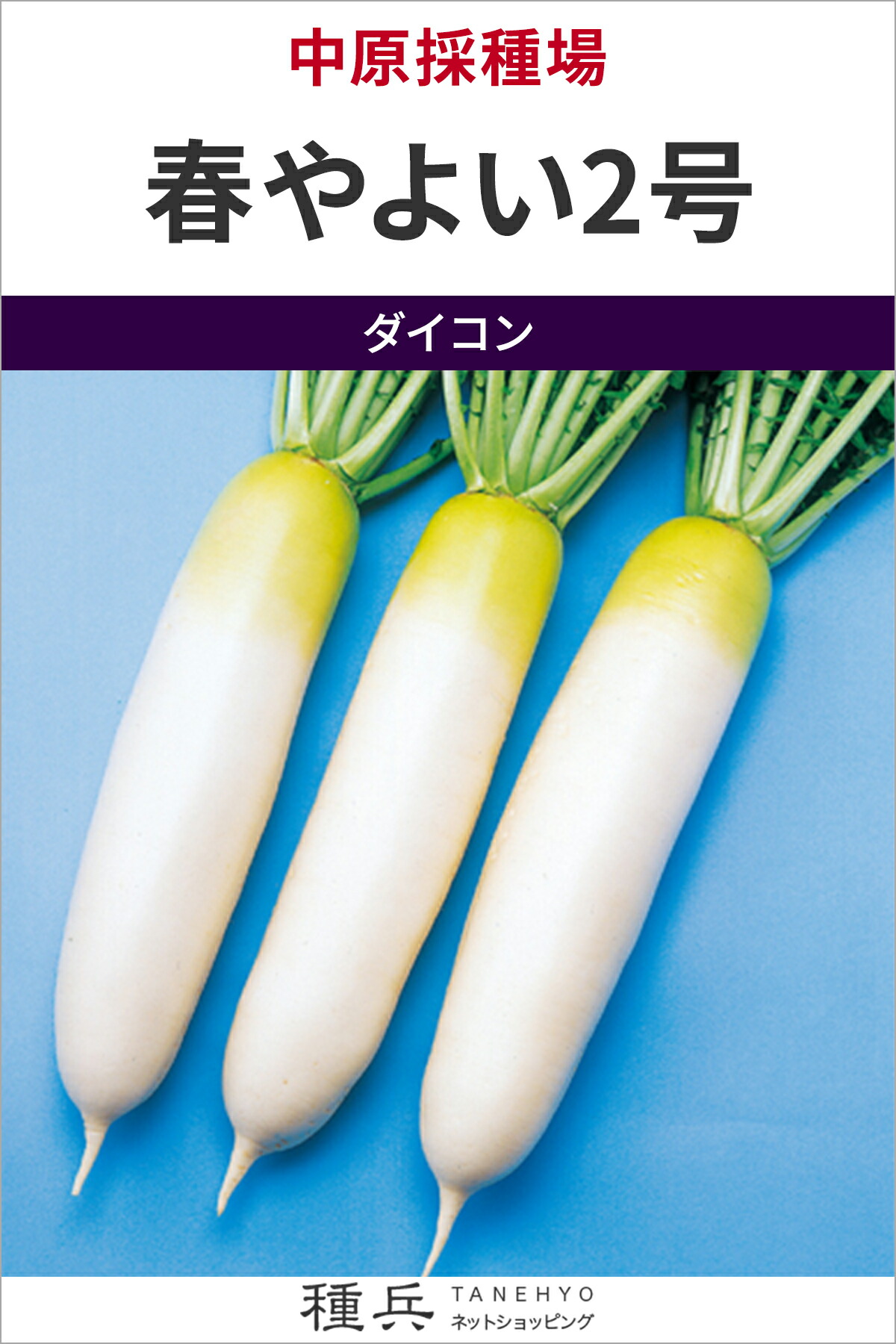 蘿蔔 種 『春や好いたらしい2号』  中原採種場