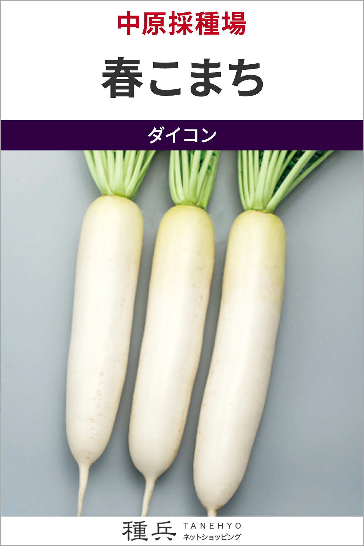 清白 種 『春こまち』  中原採種場