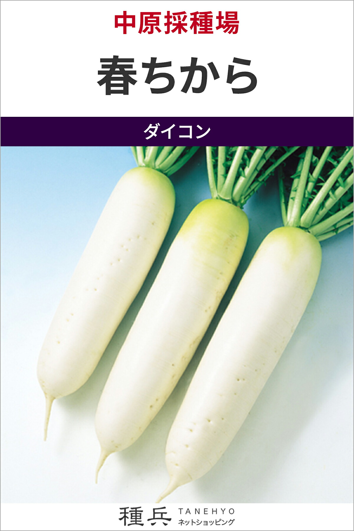蘿蔔 種 『春ちから』  中原採種場