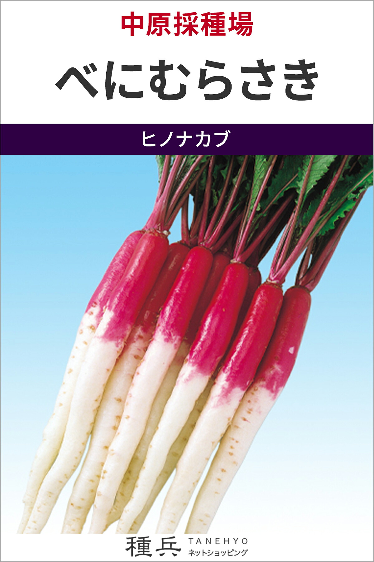 日草片 種 『べにむらさき』  中原採種場
