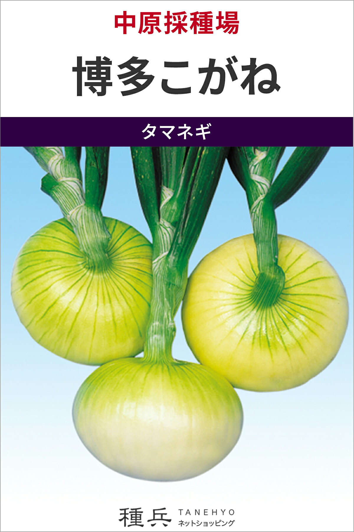 極早生玉ねぎ 種 『博多こがね』 中原採種場