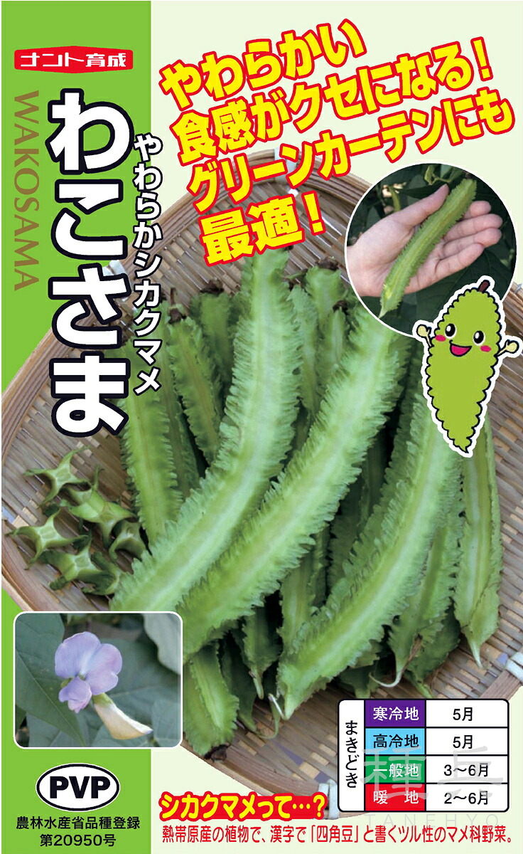 シカクマメ 種 『わこさま やわらかシカクマメ』 ナント種苗