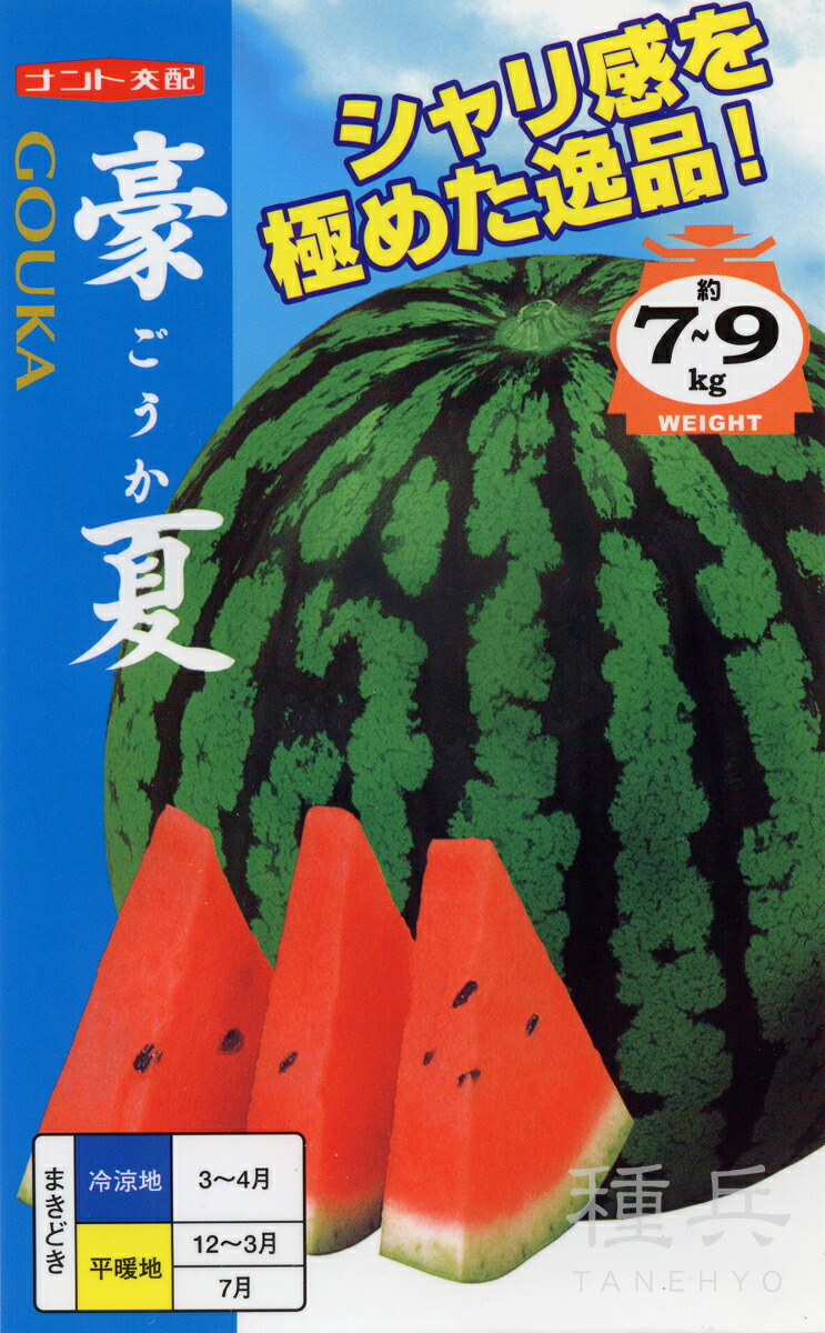スイカサマーページ 楽天市場】「夏植えスイカの苗 サマーオレンジベビー」9cmポット