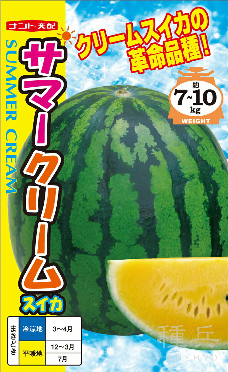 スイカサマーページ 🍉甘小丸スイカを1株から43玉収穫！ホームハイポニカSarah＋