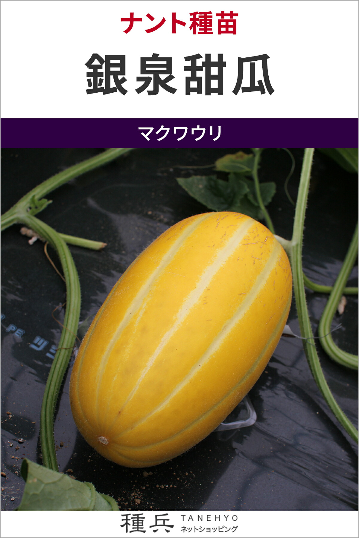 マクワウリ 種 『銀泉甜瓜』  ナント種苗