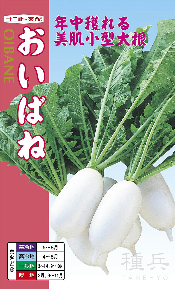 ミニ清白 種 『おい発条』  ナント種苗