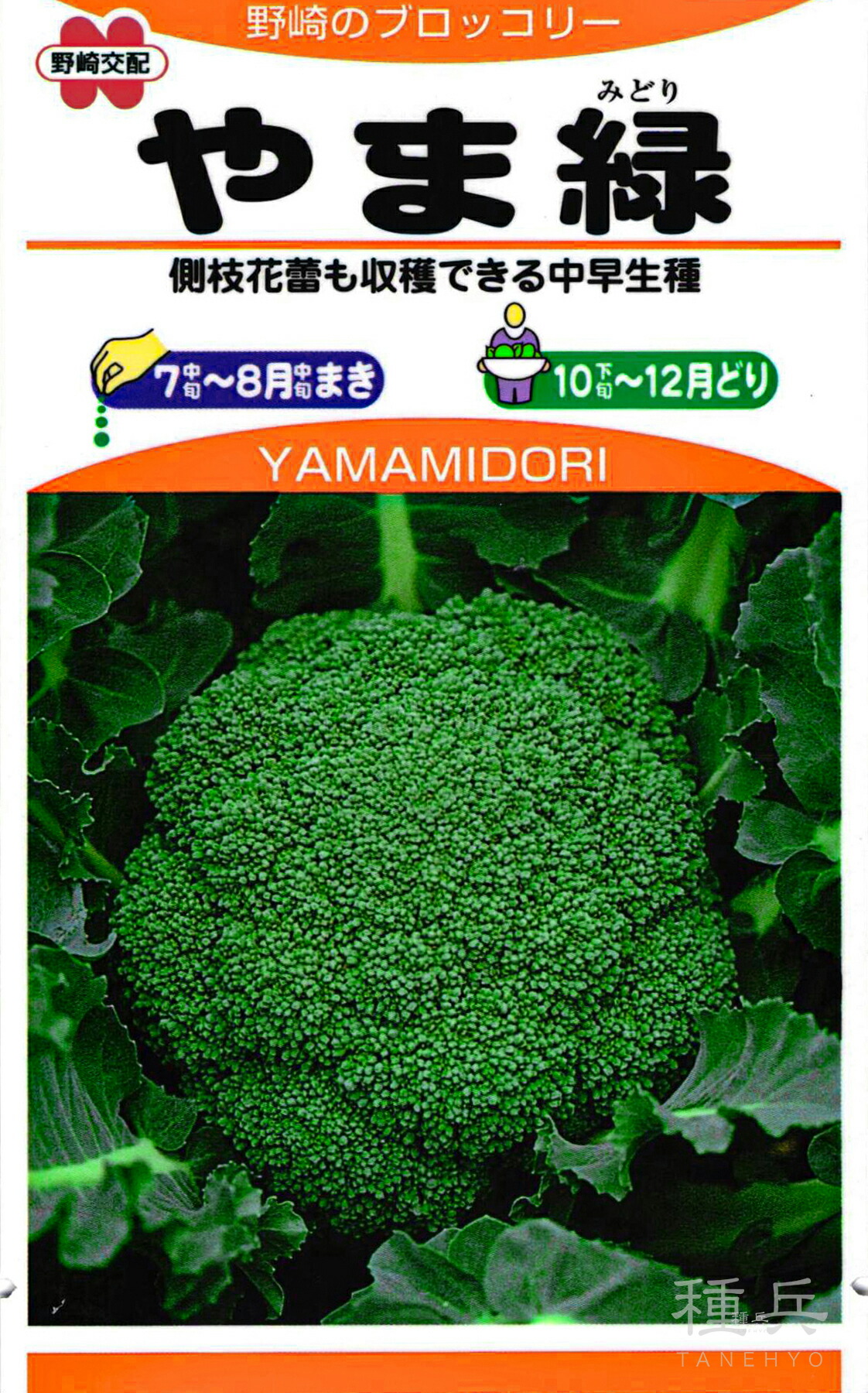 楽天市場】ブロッコリー 種 『晩緑99』 野崎採種場 : 種兵ネット
