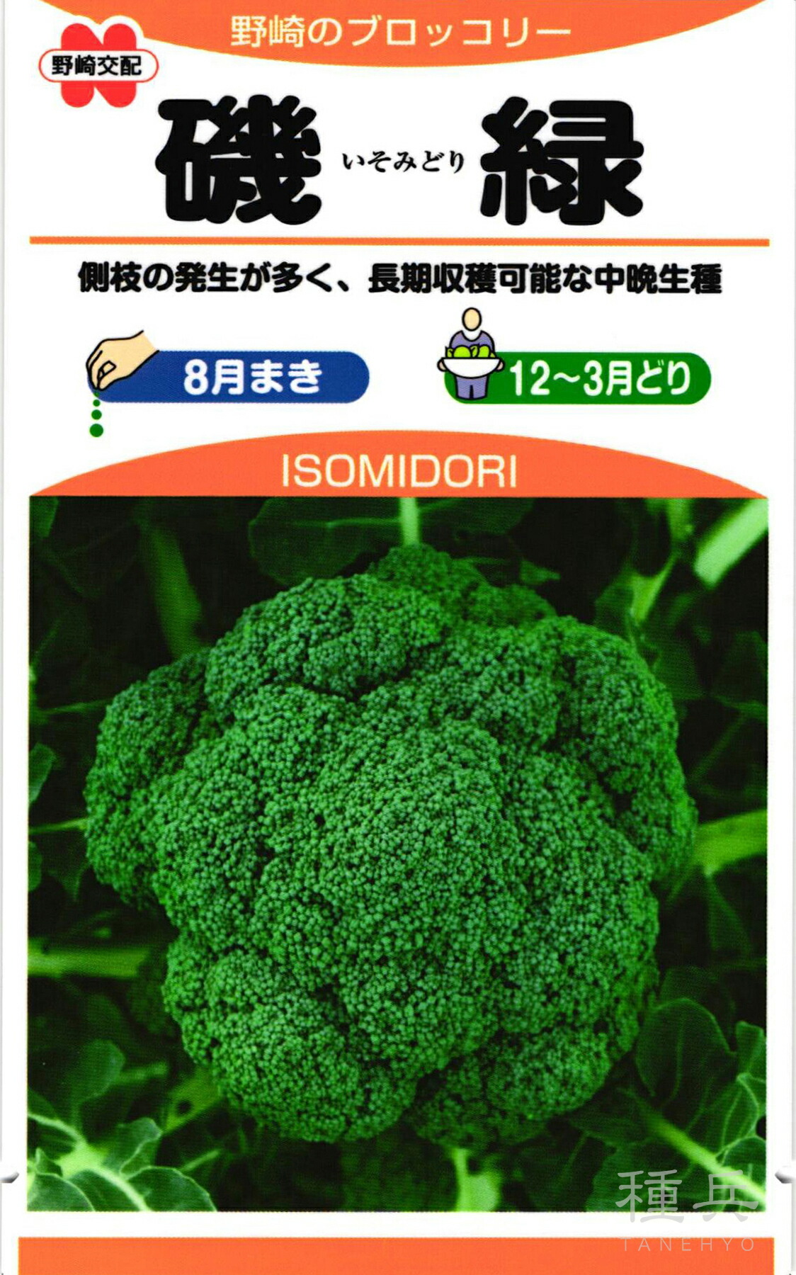 ブロッコリー 種 『磯緑』 野崎採種場