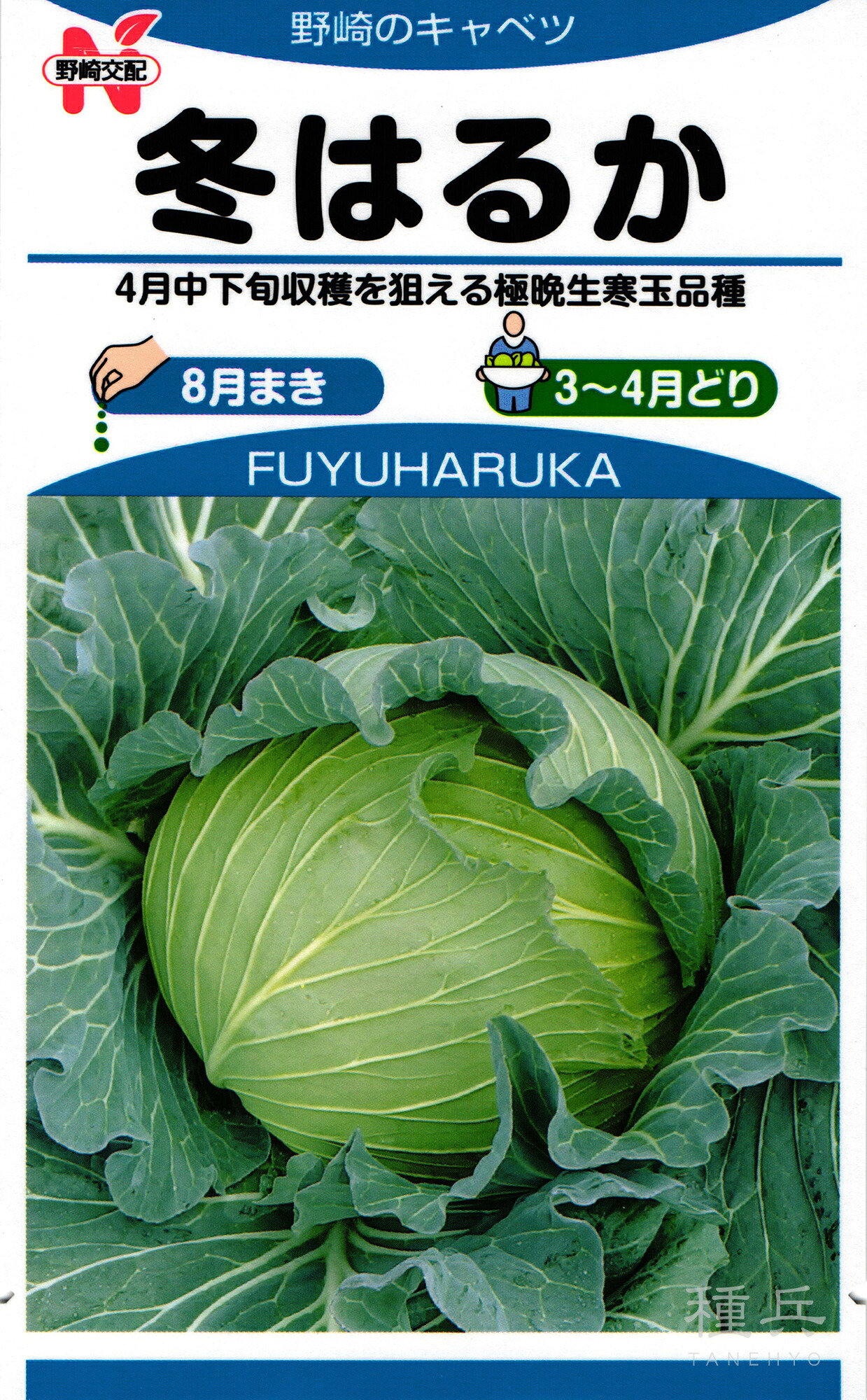 寒玉キャベツ 種 『冬はるか』 野崎採種場