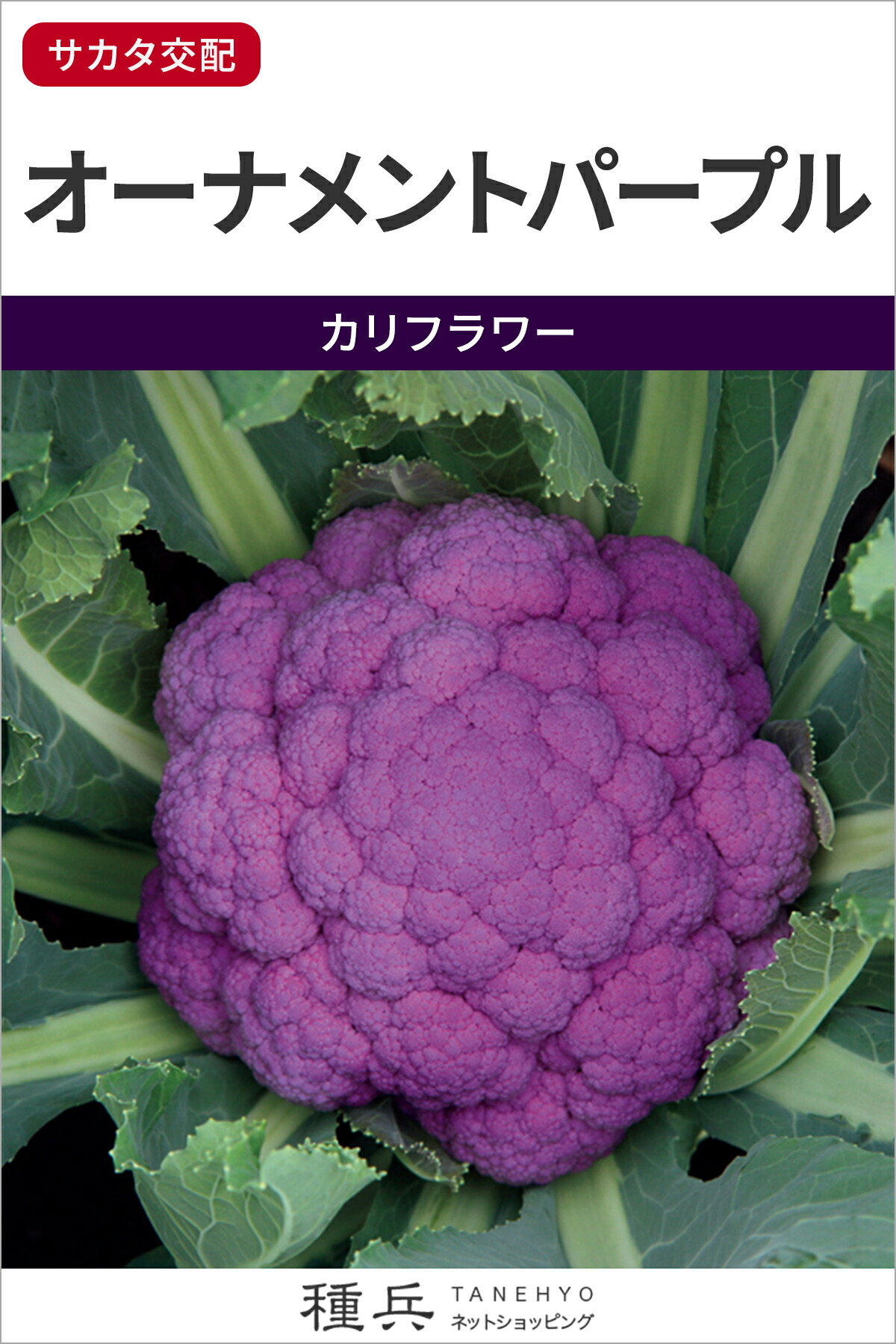 カリフラワー　パープルフラワー 種子 5ml たね 武蔵野種苗園 カリフラワー パープルフラワー 5ml : 種苗