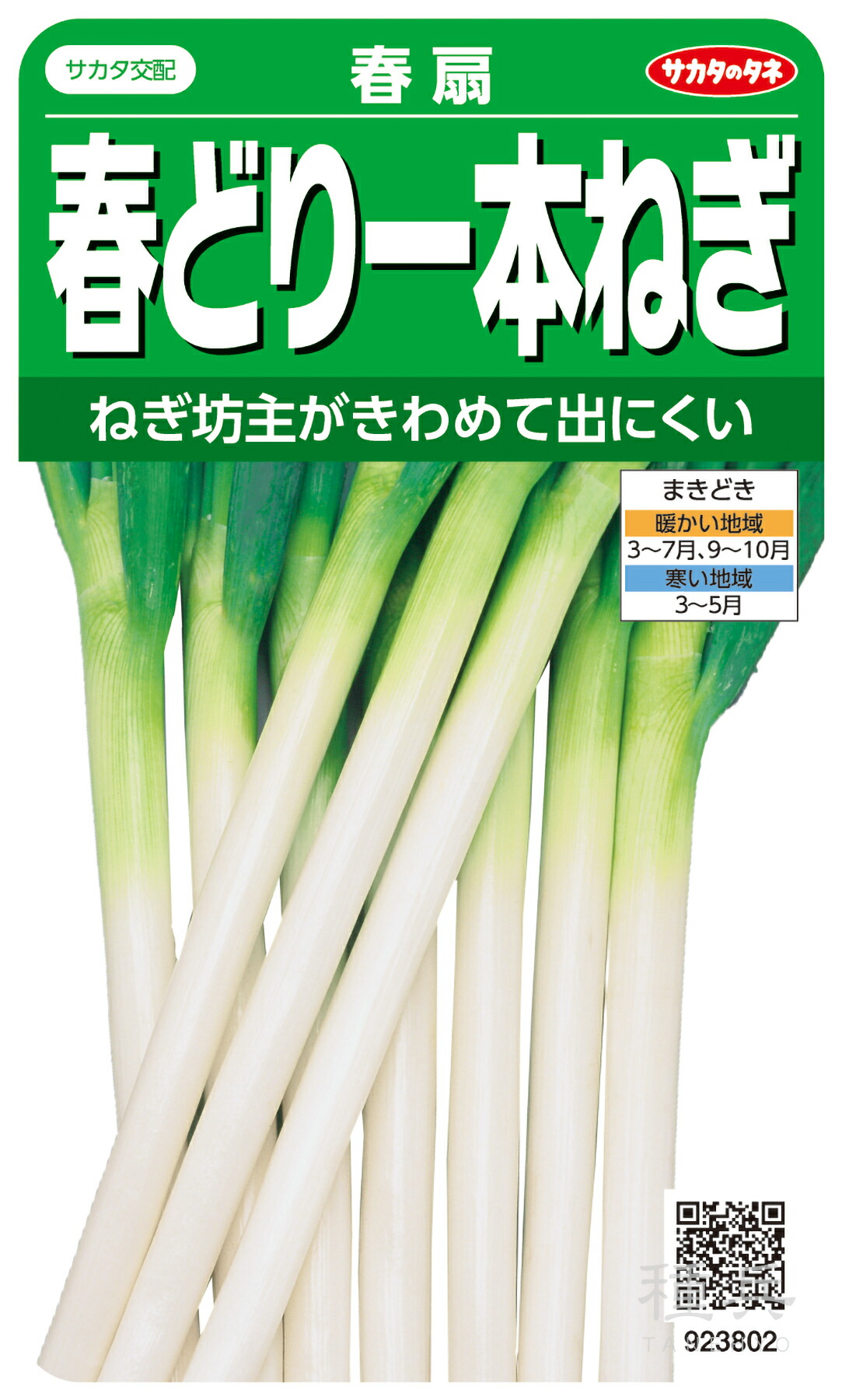 ネギコート種子　冬扇シオン　サカタのタネ 6000粒✕2袋 ネギコート種子 冬扇シオン サカタのタネ 6000粒✕2袋 サカタのタネ【
