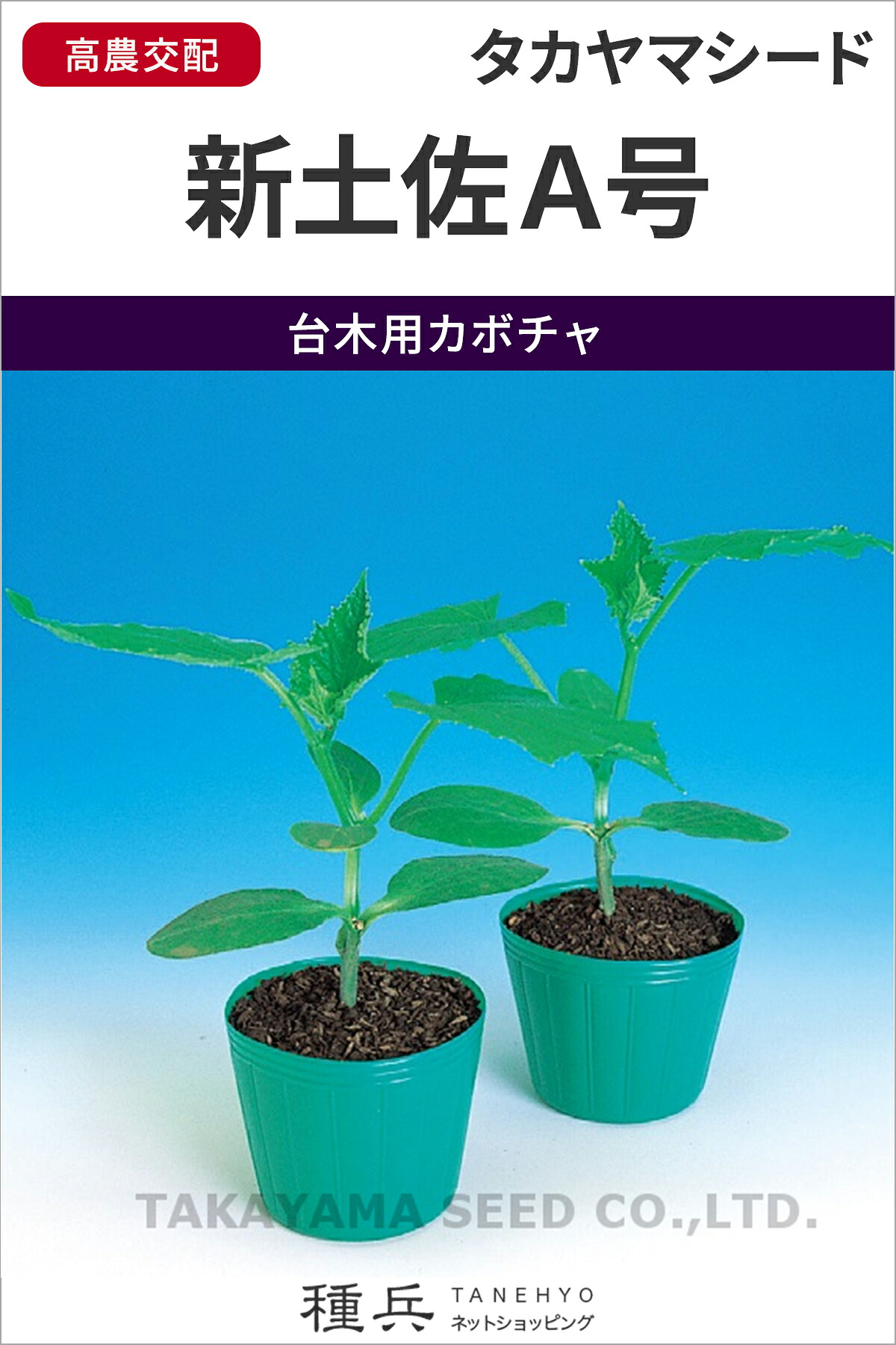 胡瓜台木用西洋カボチャ 種 『新土佐A号西洋カボチャ』  タカヤマシード