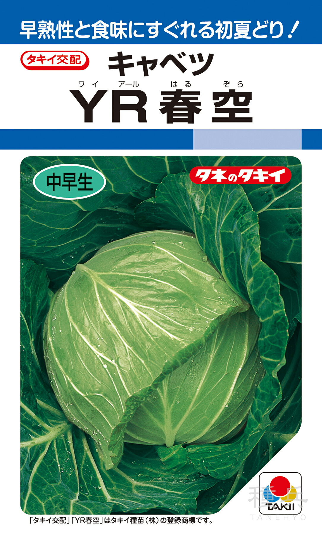 寒玉系初夏どり球菜 種 『YR春空』 ACA009 タキイ種苗