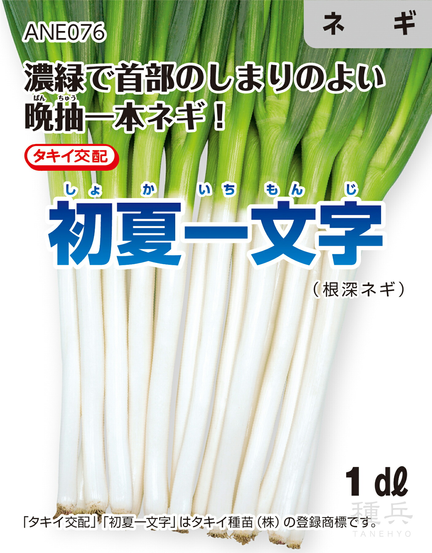 楽天市場】ネギ 種 『冬扇シオン』 サカタのタネ : 種兵ネットショッピング