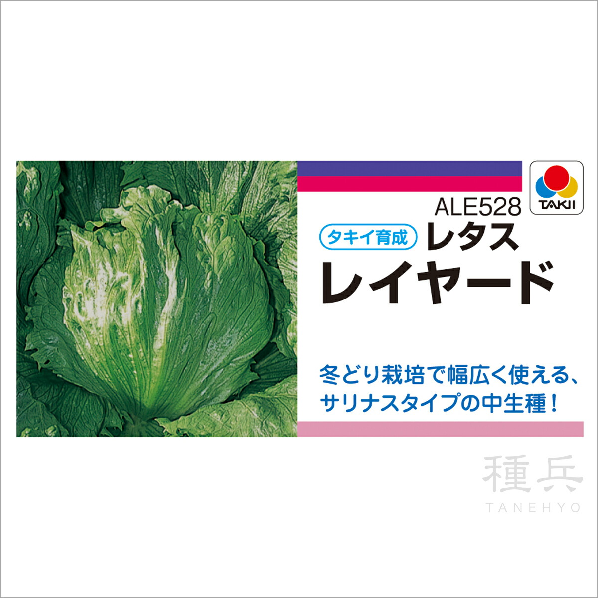 結球レタスの苗　400苗　品種「逸香」 結球レタスの苗 400苗 品種「逸香」 燦香｜結球レタス｜レタス｜商品