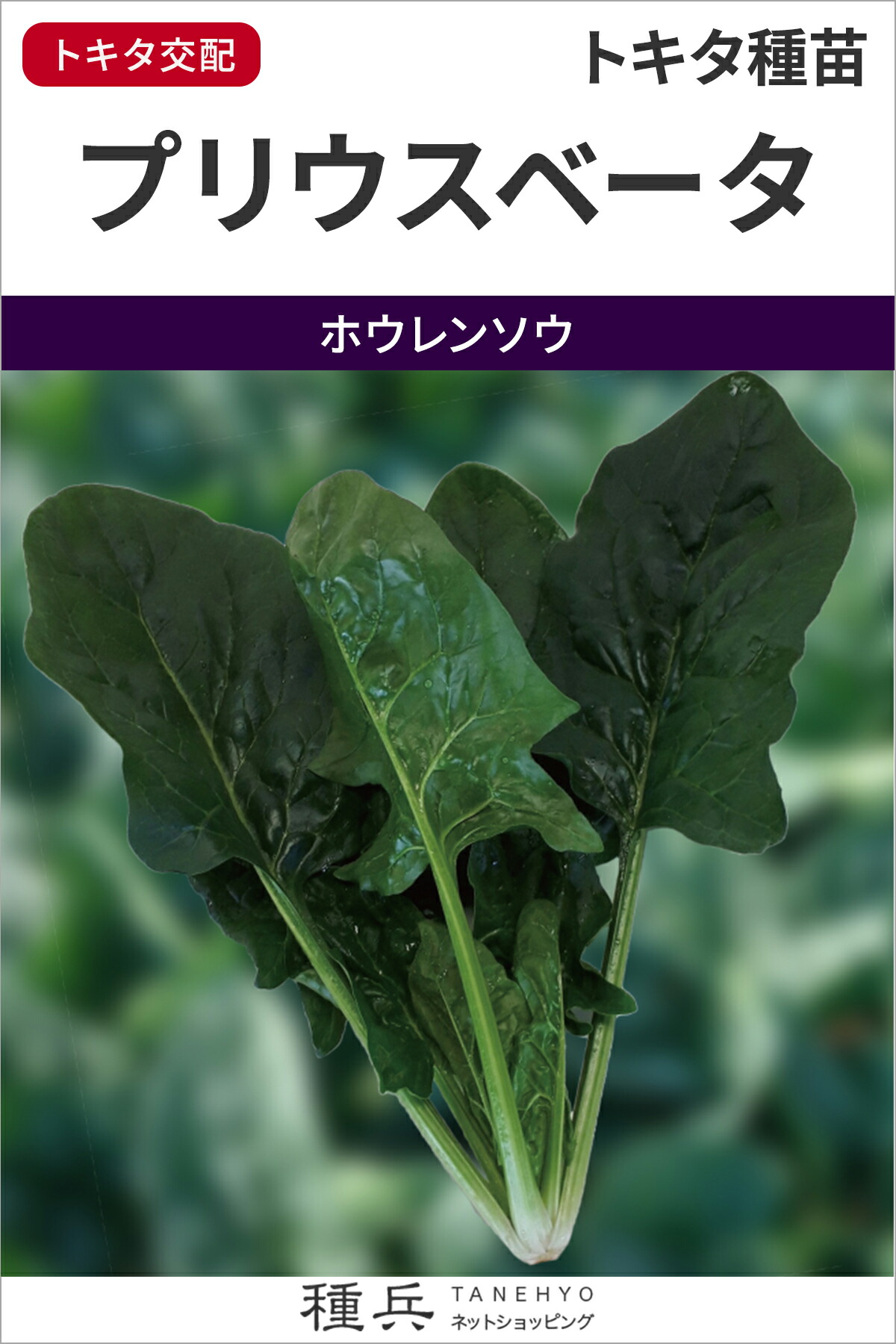 ホウレンソウ 種 『プリウスベータ』 トキタ種苗