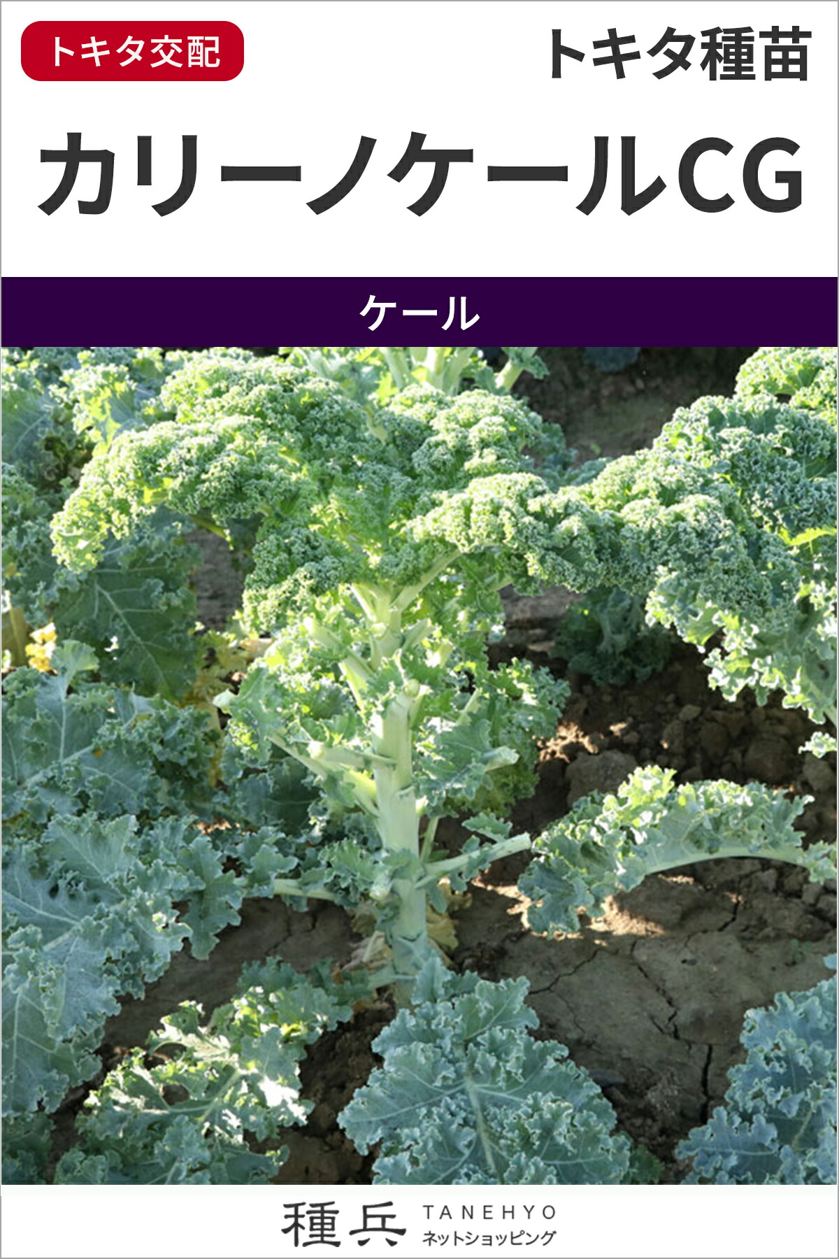 ケール 種 『カリーノケールCG』  トキタ種苗
