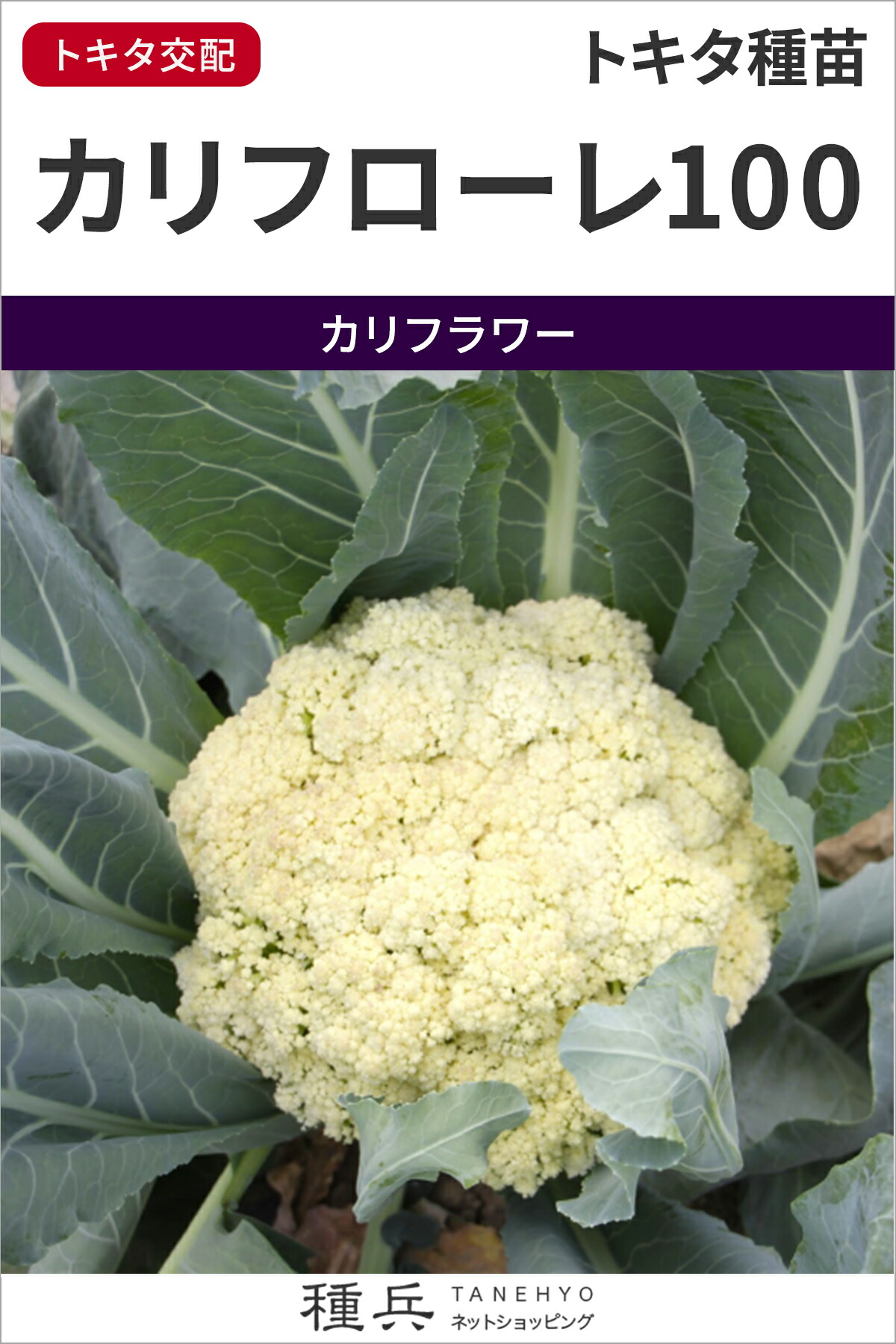 カリフラワー 種 『カリフローレ100』  トキタ種苗