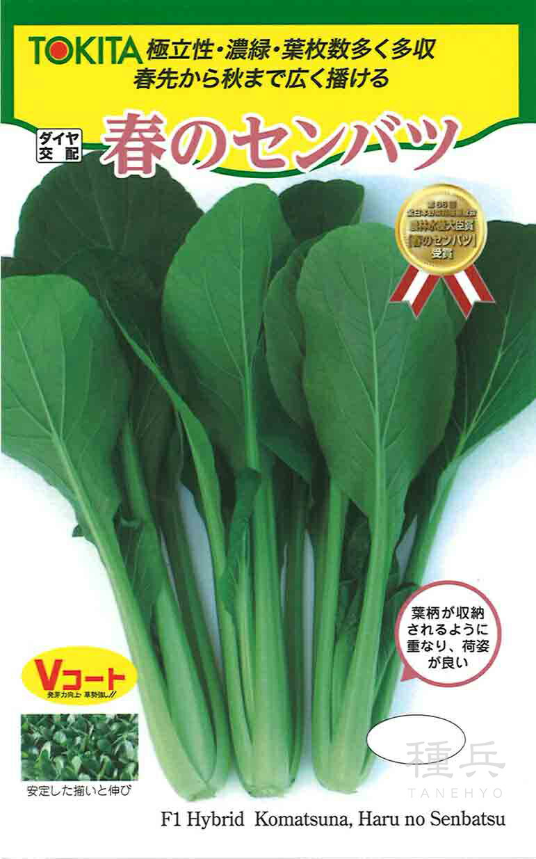 楽天市場】小松菜 種 春のセンバツ コマツナ こまつな トキタ 種苗