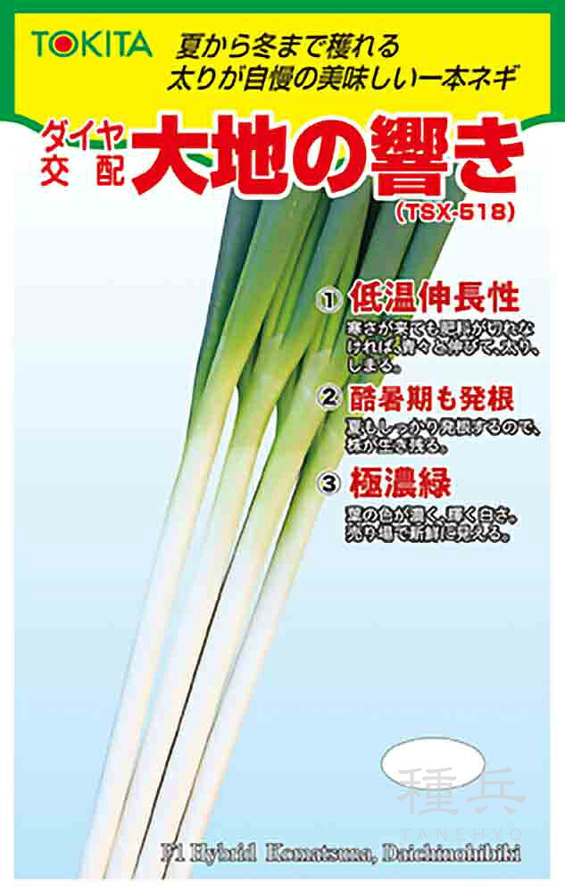 根深ネギ 種 『地びたの差しひびき』  トキタ種苗
