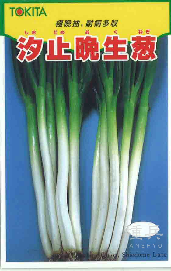 楽天市場】ねぎ 汐止晩生葱 2dl トキタ種苗(株) : グリーン