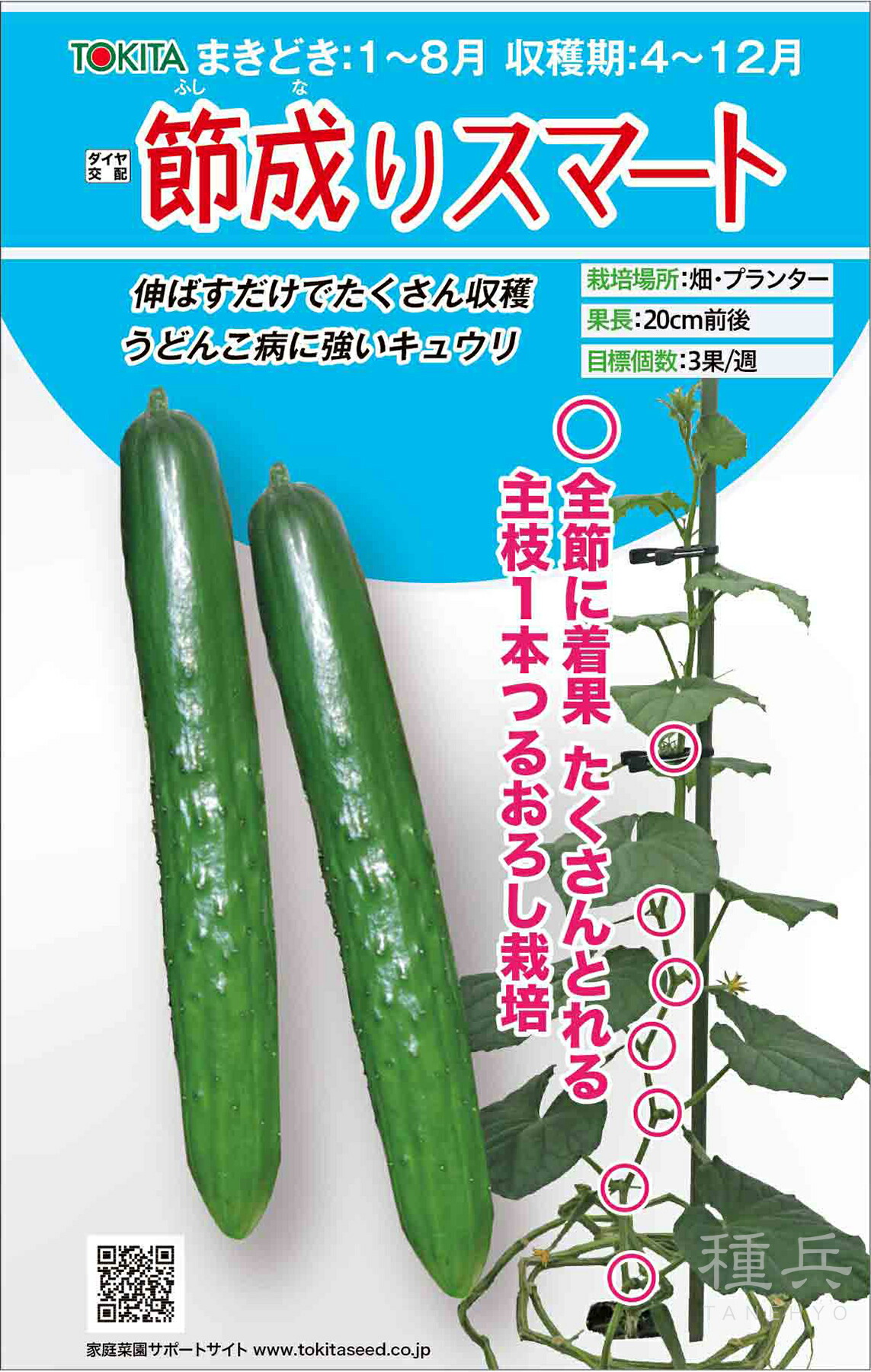 胡瓜 種 『節成りかっこ良い』  トキタ種苗