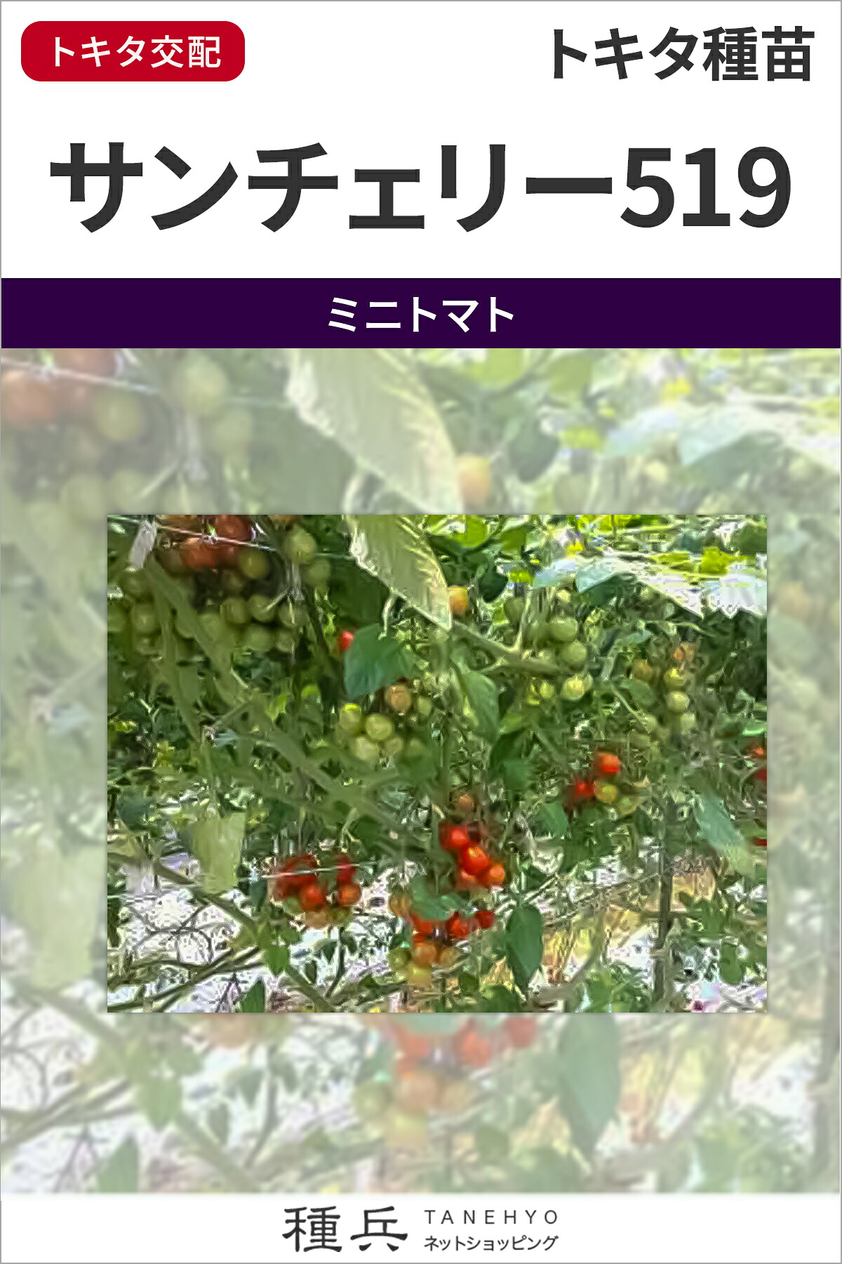 ミニ赤なす 種 『サンチェリー519』  トキタ種苗