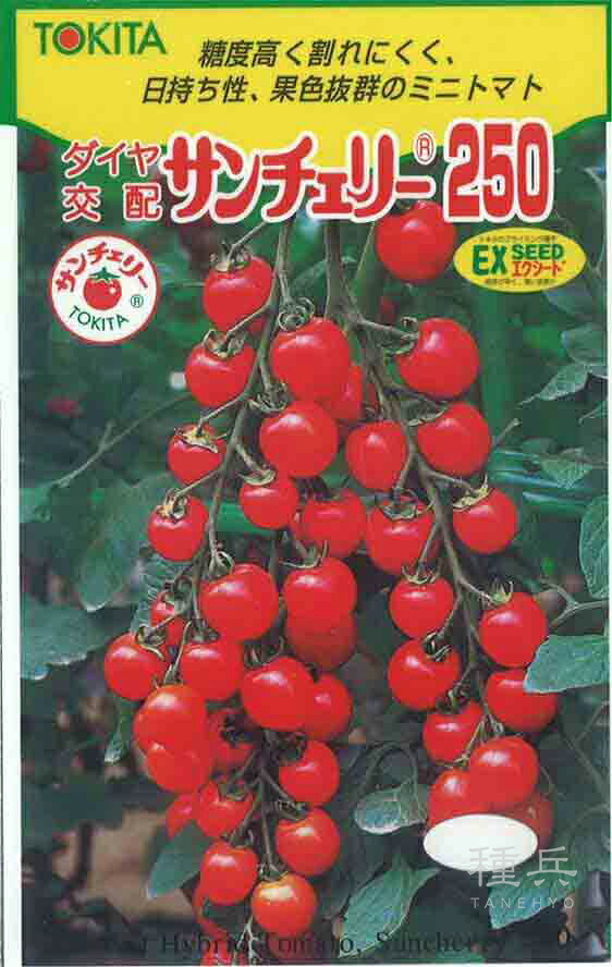 ミニトマト 種 『サンチェリー250』 トキタ種苗