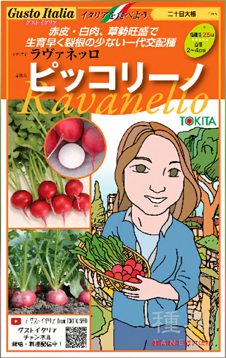 ハツカダイコン 種 『ピッコリーノ』 トキタ種苗