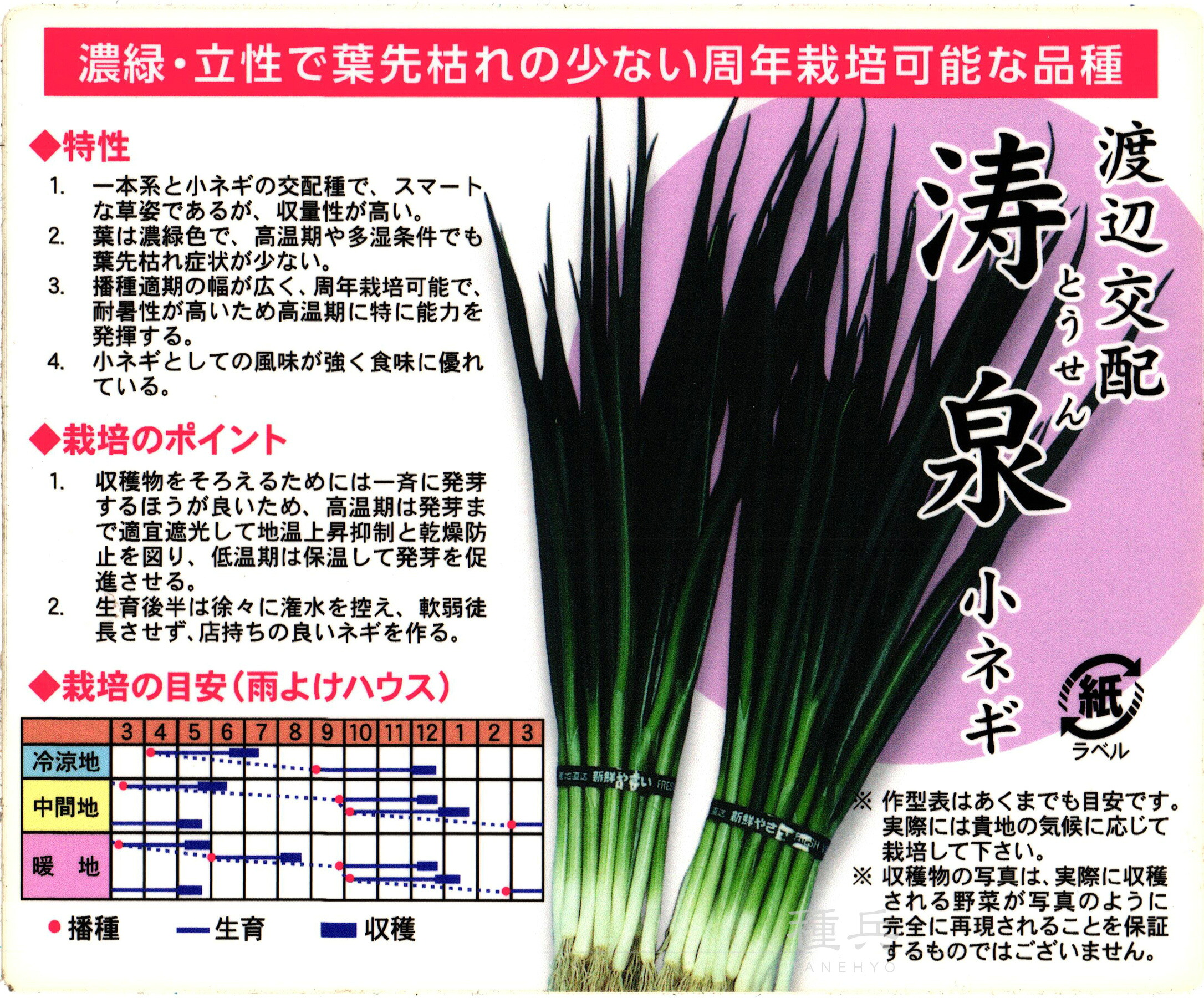 葉ネギ 種 『涛泉』  渡辺農事