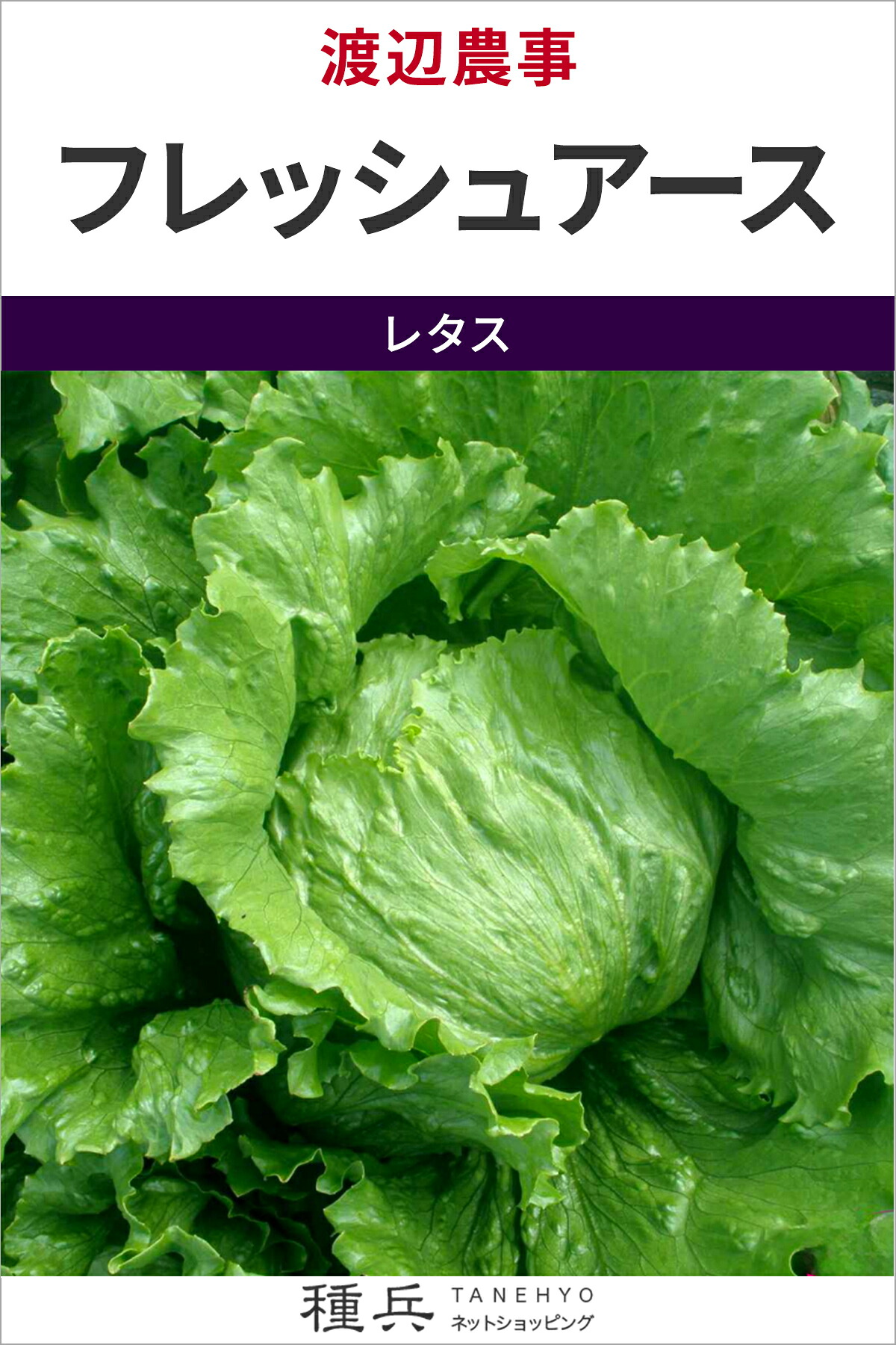 結球レタス 種 『フレッシュアース』 渡辺農事
