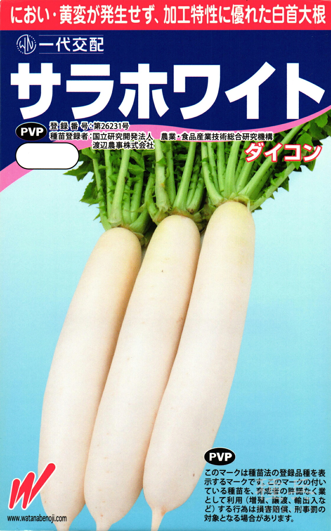 冬どり蘿蔔 種 『サラ白いこと』  渡辺農事