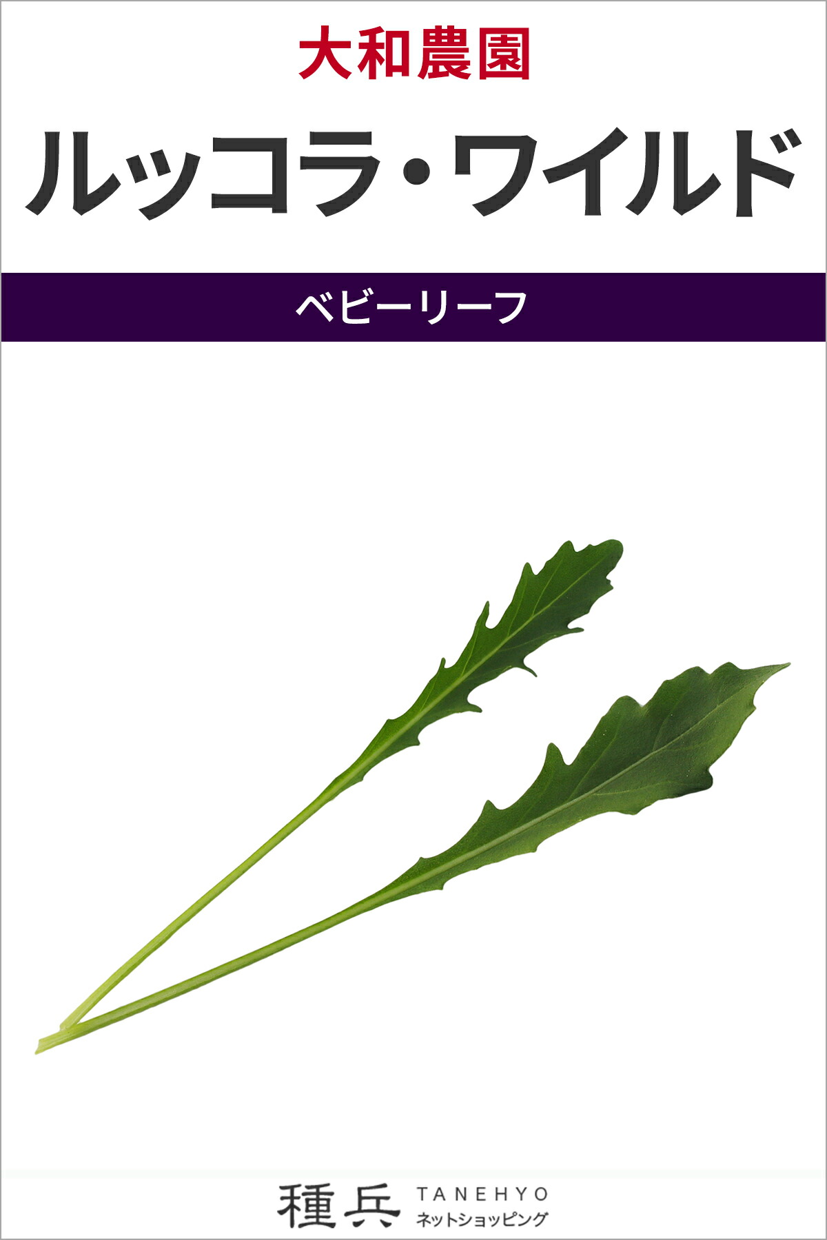 ベビーリーフ 種 『ルッコラ・ワイルド』 大和農園｜種兵ネットショッピング