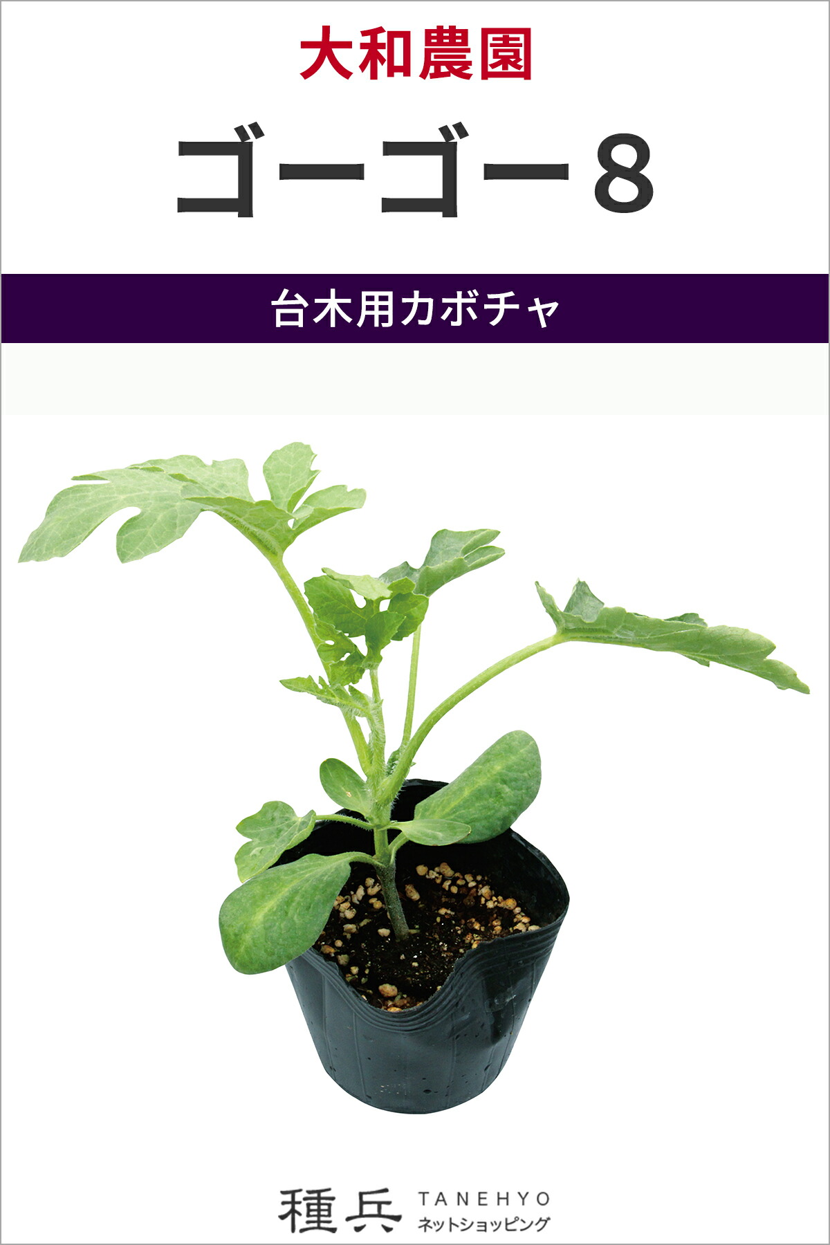 楽天市場】ウルトラ万次郎かぼちゃ苗＆受粉樹セット : 千草園芸