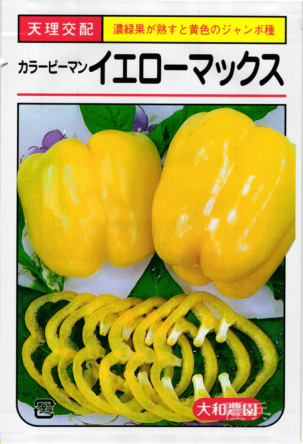 色つやトウガラシ 種 『黄色マックス』  大和栽培所