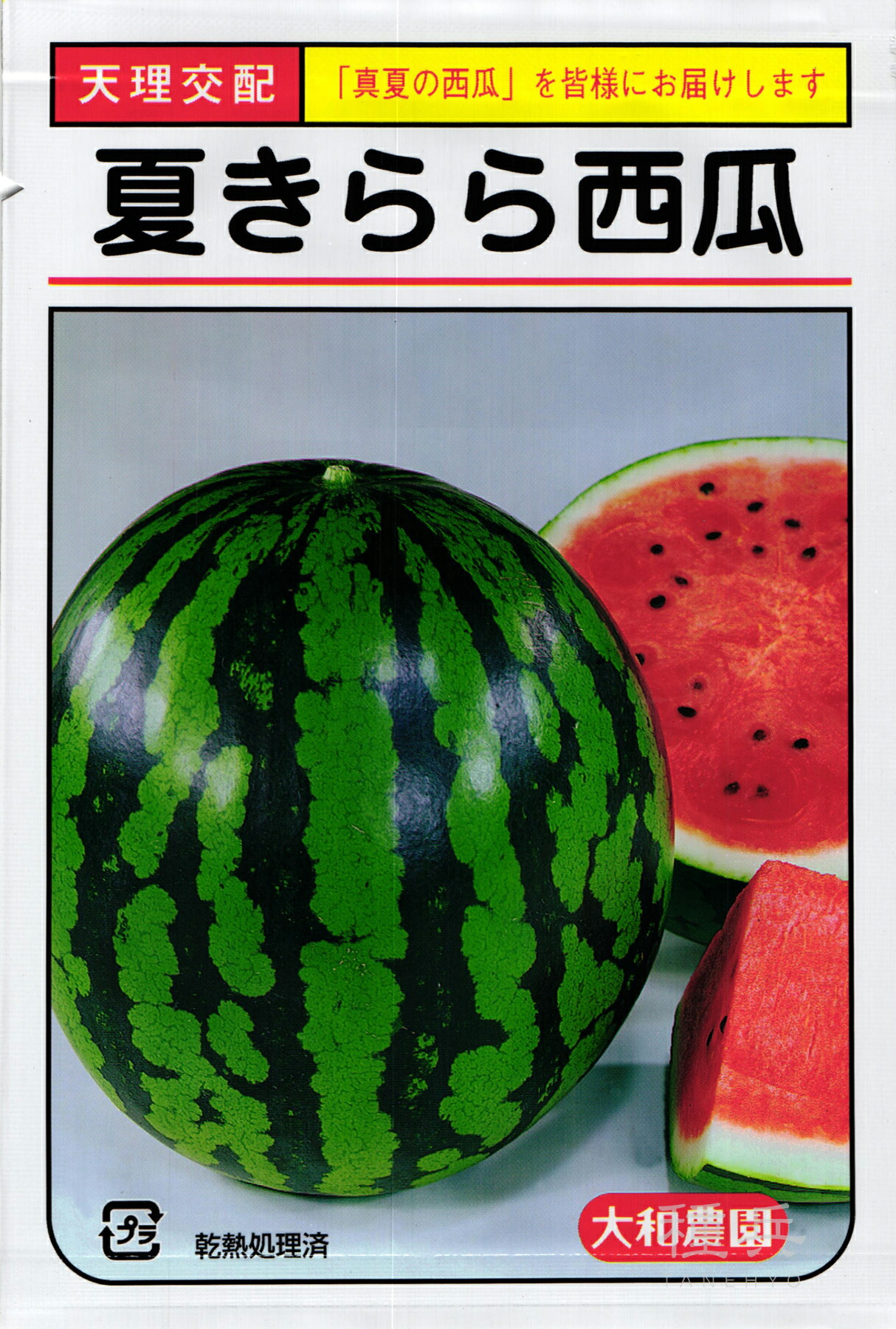 スイカサマーページ 楽天市場】「夏植えスイカの苗 サマーオレンジベビー」9cmポット