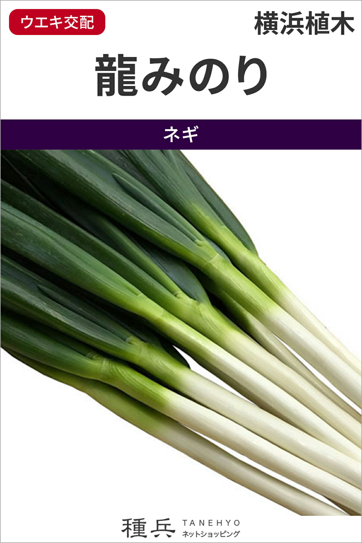 根深ネギ 種 『龍みのり』 横浜植木