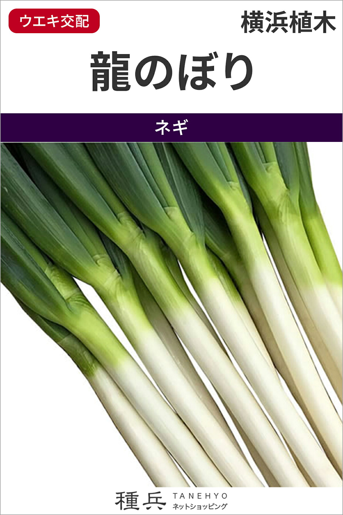 根深ネギ 種 『龍旗幟』  横浜植木