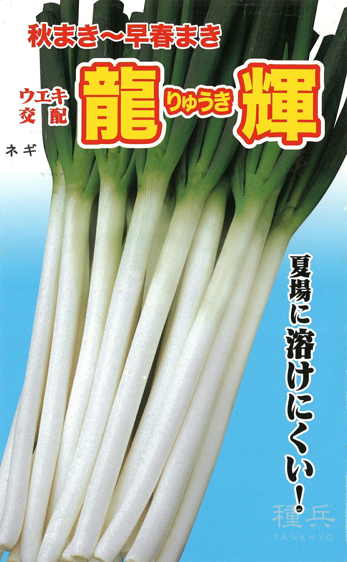 根深ネギ 種 『龍輝』  横浜植木