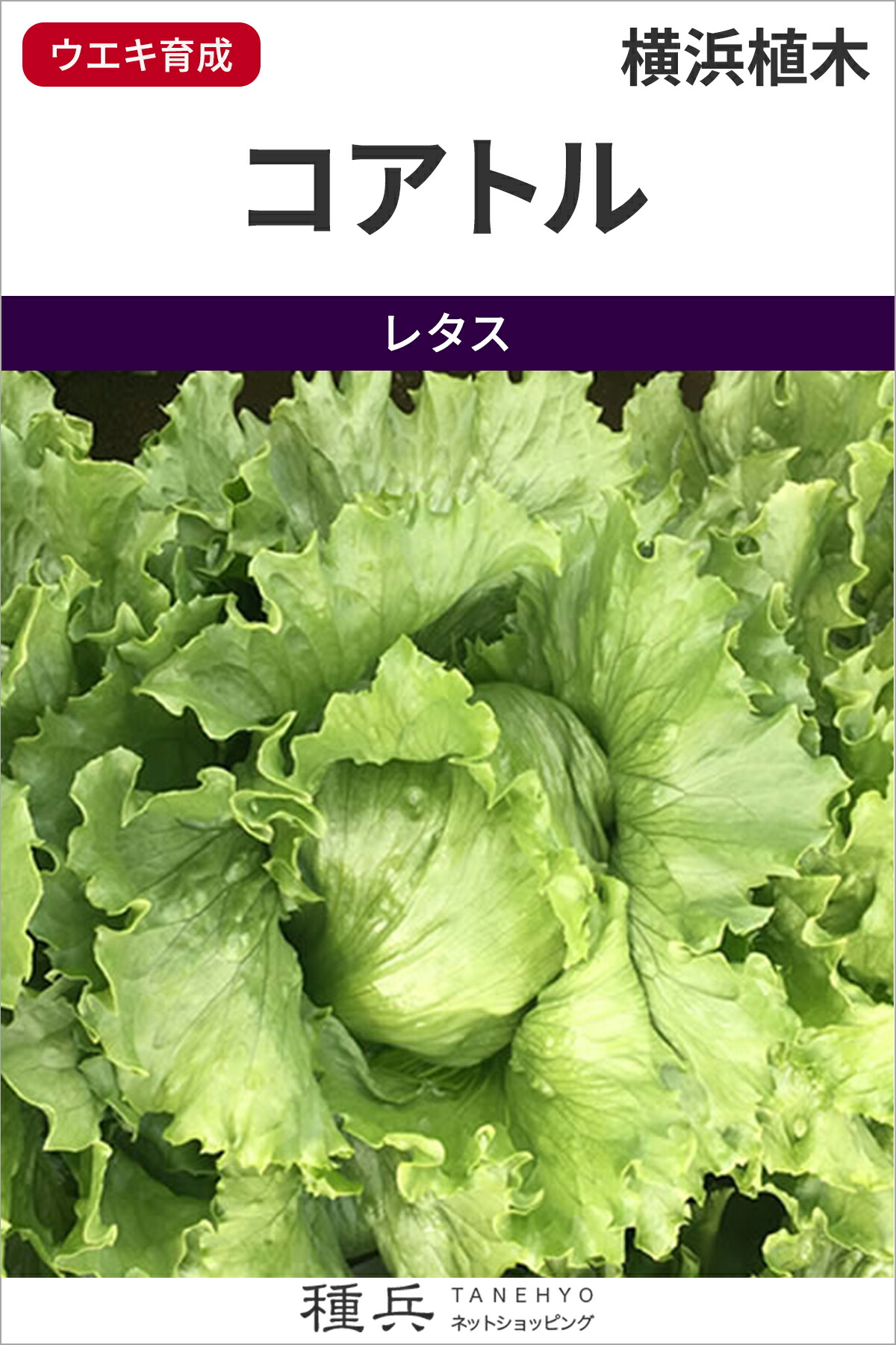 玉レタス 種 『コアトル （UC-060）』 横浜植木
