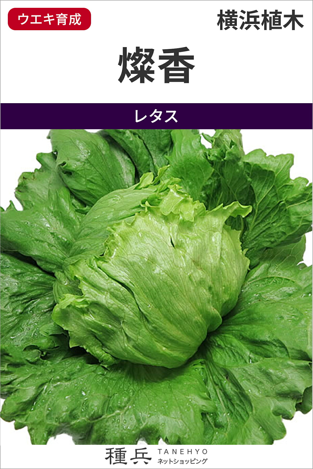 玉レタス 種 『燦香』 横浜植木