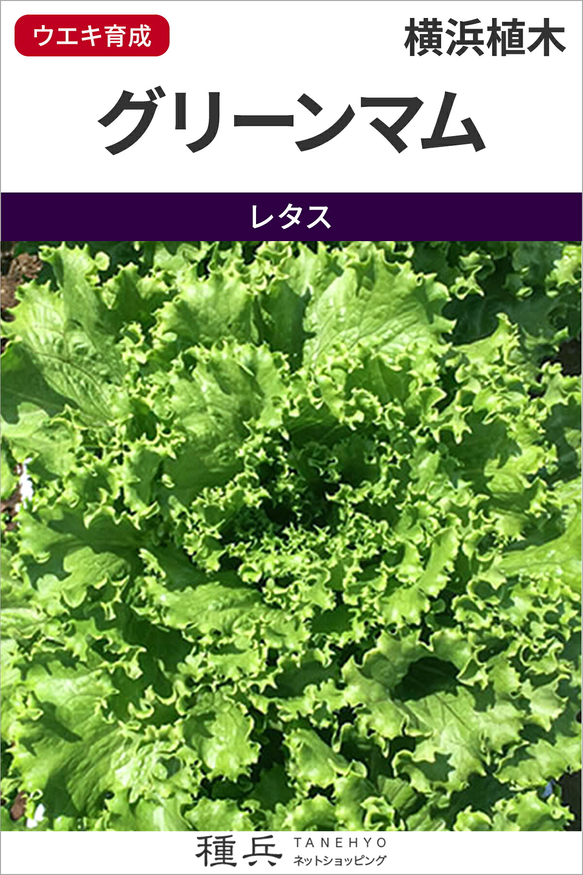 グリーンリーフレタス 種 『グリーンマム』 横浜植木