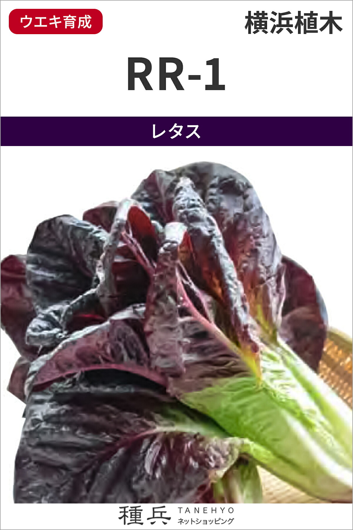 ロメイン（コス）レタス 種 『RR-1』 横浜植木